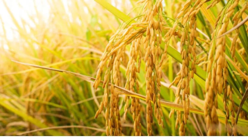 Centre Revises Central Nodal Officers for Aspirational Agricultural Districts Under PMDDKY