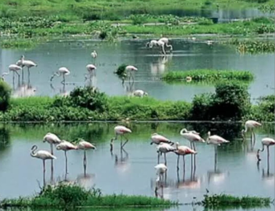 India Adds 4 New Ramsar Sites with making total to 89