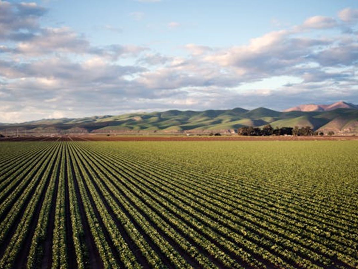 Agribusiness and the Brazilian Stock Exchange