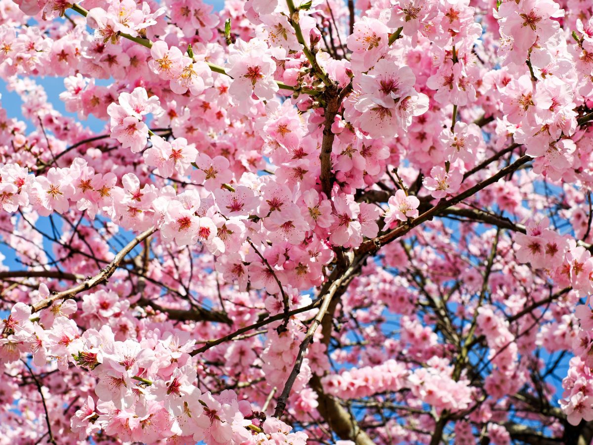 Cherry Blossom Viewing Spots: India and Abroad