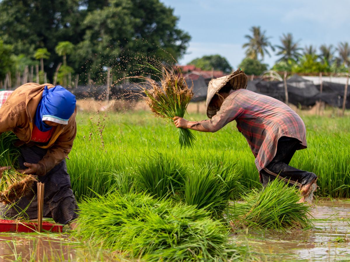 Bank of Baroda Reaches Over 348,000 Farmers Nationwide Through Baroda Kisan Pakhwada