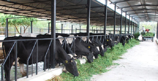 NDDB, EESL to develop innovative energy-efficient solutions for dairy sector