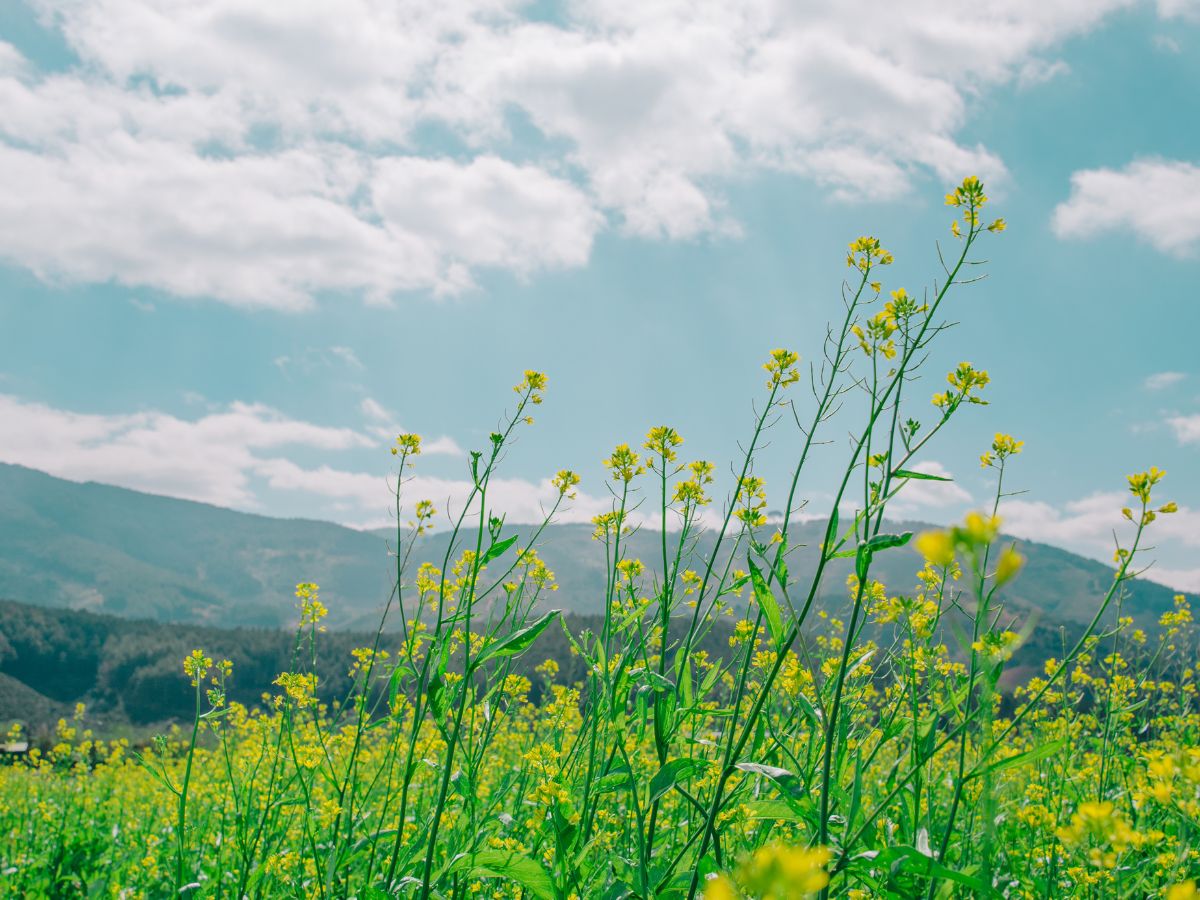 Unplug and Unwind: A Nature Lover's Guide to Finding Bliss